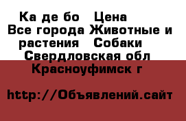 Ка де бо › Цена ­ 25 - Все города Животные и растения » Собаки   . Свердловская обл.,Красноуфимск г.